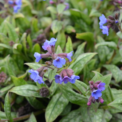 PULMONARIA 'Lewis Palmer'