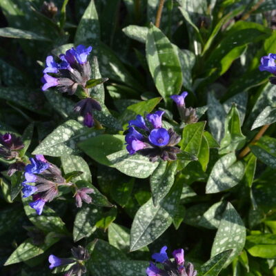 PULMONARIA 'Little Star'