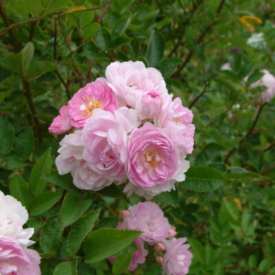 ROSA 'John Gwilliam'
