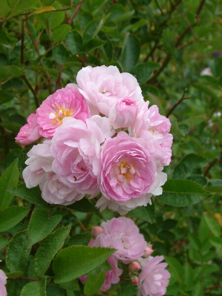 ROSA 'John Gwilliam'