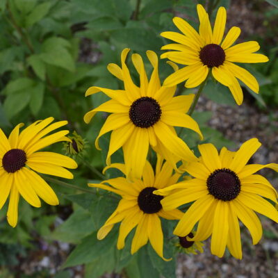 RUDBECKIA subtomentosa 'Loofahsa Wheaten Gold'