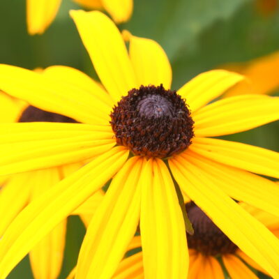 RUDBECKIA fulgida var. sullivantii 'Goldsturm' (Mail Order)