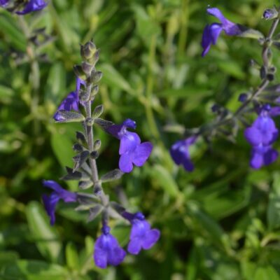 SALVIA 'Blue Note'