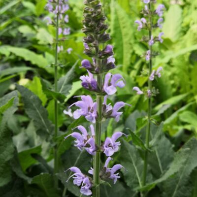 Salvia nemorosa 'Crystal Blue'