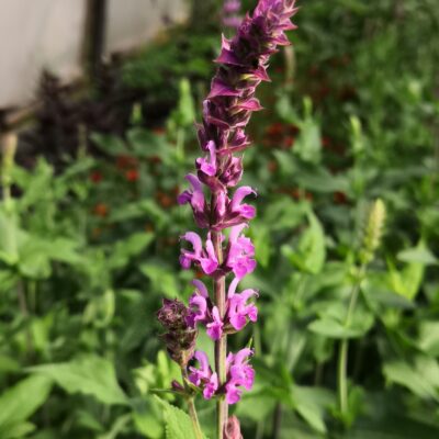 SALVIA nemorosa 'Amethyst'