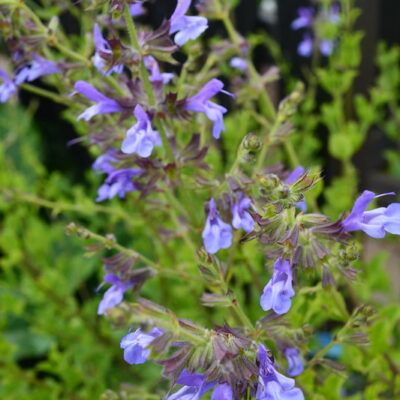 SALVIA 'African Sky'