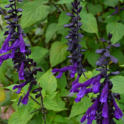 SALVIA 'Amistad'