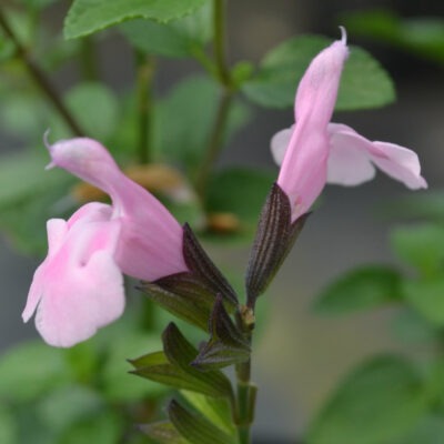 SALVIA microphylla 'Blind Faith'