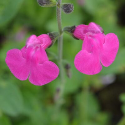 SALVIA microphylla 'Blush Pink'