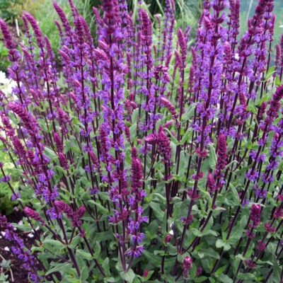 SALVIA nemorosa 'Caradonna'