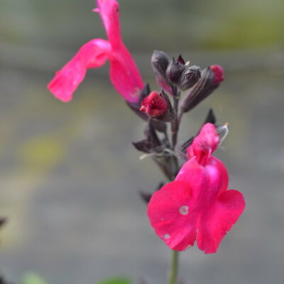 SALVIA 'Cavalieri d'Alto'