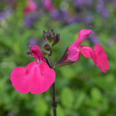 SALVIA microphylla 'Cerro Potosi'