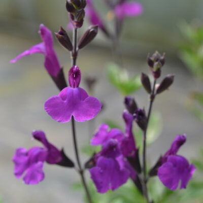 SALVIA 'Dyson's Gem'