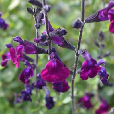 SALVIA greggii 'Emperor'