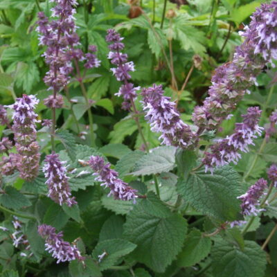 SALVIA verticillata 'Hannay's Blue'