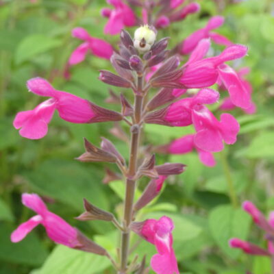 SALVIA 'Joan'