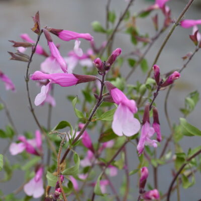 SALVIA 'Dyson's Joy'