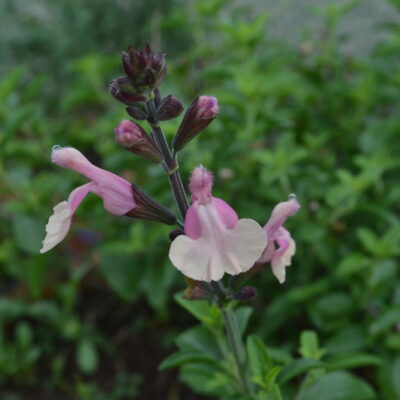 SALVIA greggii 'Lara'