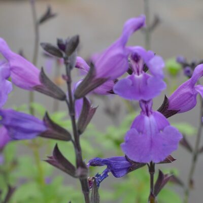 SALVIA 'Lavender Dilly Dilly'