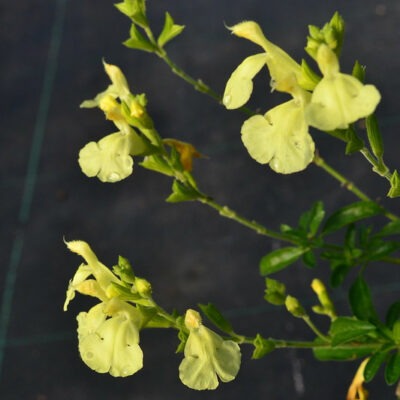 SALVIA x jamensis 'Lemon Light'