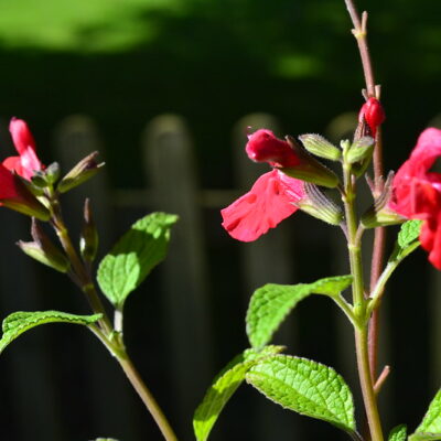 SALVIA microphylla var. microphylla 'Newby Hall'