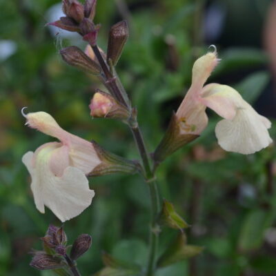 SALVIA 'Peach Parfait'
