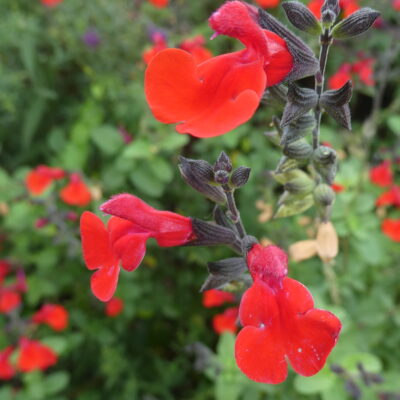 SALVIA 'Royal Bumble'