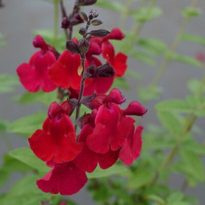 SALVIA 'Silas Dyson'