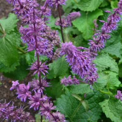 SALVIA verticillata 'Smouldering Torches'