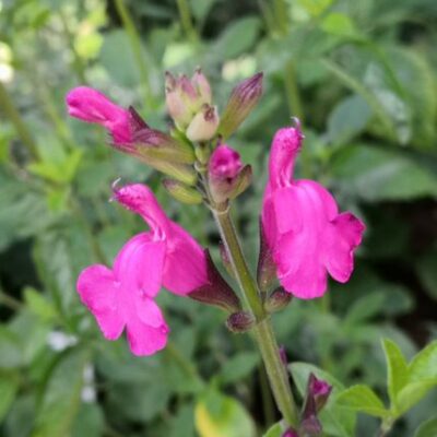 SALVIA 'Trewithen Cerise'