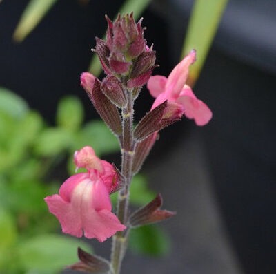 SALVIA 'Tutti Frutti'