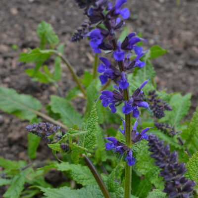 SALVIA x sylvestris 'Viola Klose'