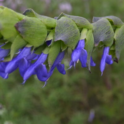 SALVIA atrocyanea