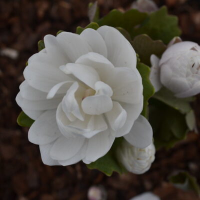 SANGUINARIA canadensis f. multiplex 'Plena'