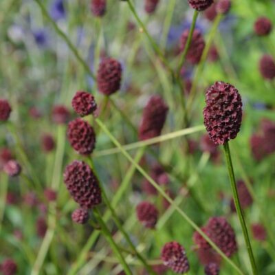 SANGUISORBA 'Joni'
