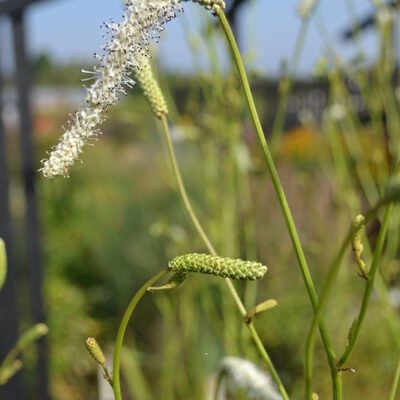 SANGUISORBA tenufolia var. alba 'Korean Snow'