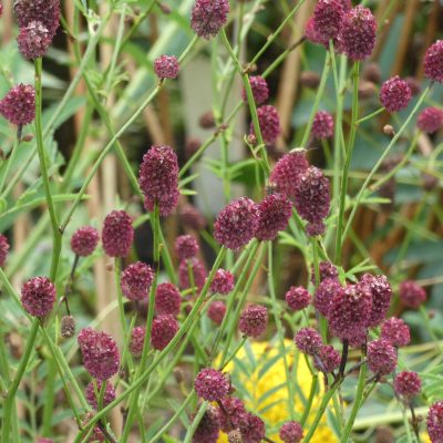 SANGUISORBA 'Miss Elly'