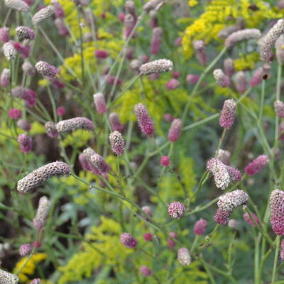 SANGUISORBA tenuifolia 'Big Pink'