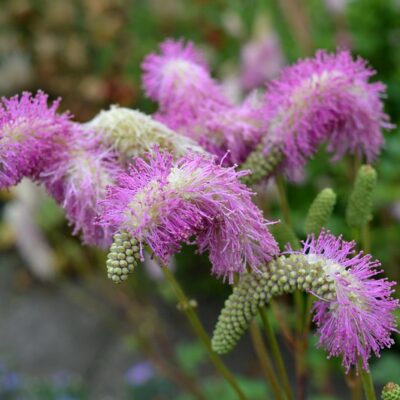 SANGUISORBA 'Candy Floss'