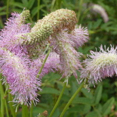 SANGUISORBA 'Foxtail'