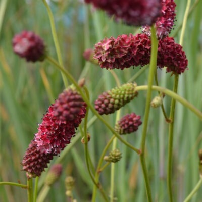 SANGUISORBA tenuifolia 'Henk Gerritsen'