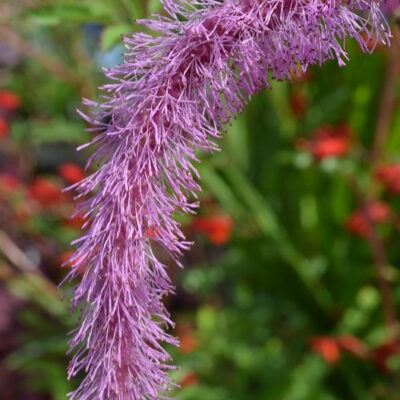 SANGUISORBA hakusanensis 'Lilac Squirrel'