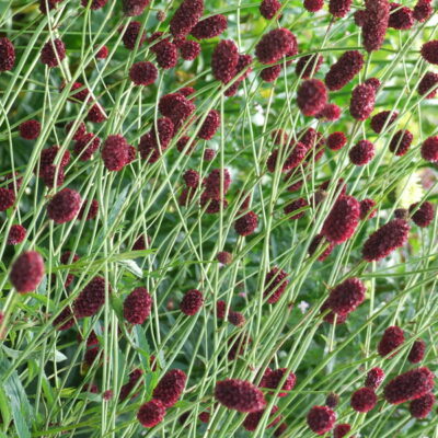 SANGUISORBA officinalis 'Martin's Mulberry'