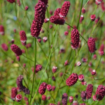 SANGUISORBA tenuifolia 'Pieters'