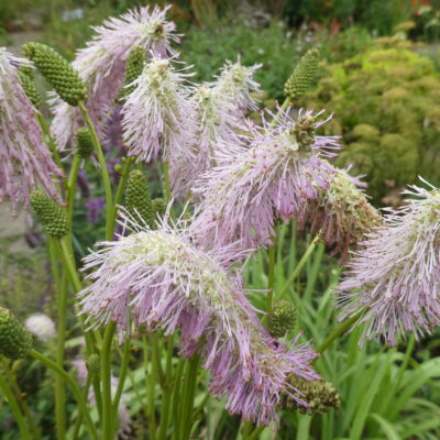 SANGUISORBA 'Pink Brushes'