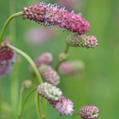 SANGUISORBA tenuifolia 'Pink Elephant'