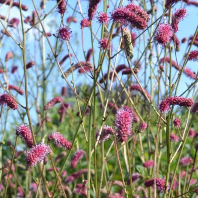 SANGUISORBA 'Pink September'