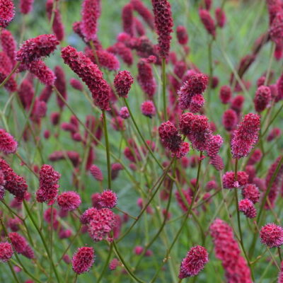 SANGUISORBA 'Raspberry Coulis'