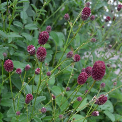 SANGUISORBA officinalis 'Red Thunder'