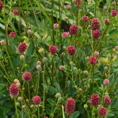 SANGUISORBA 'Sanguine Dwarf'